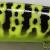 Chartreuse Crawdad
G-74